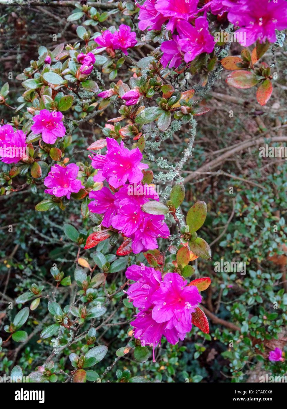 Stunningly colourful Rhododendron ‘Amoenum’ blooming in early winter ...