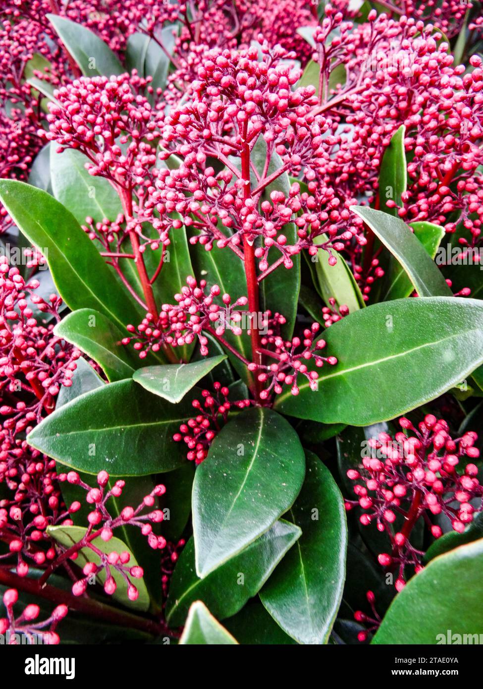 Intriguing Skimmia Japonica ‘Rubella’. Natural close up flowering plant portrait in good light Stock Photo