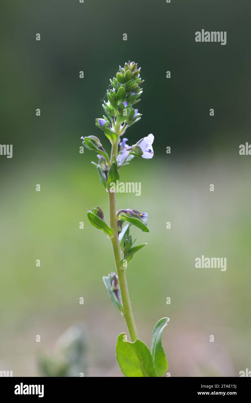 Thyme-leaved Speedwell, Veronica serpyllifolia, also known as Thymeleaf Speedwell, wild flowering plant from Finland Stock Photo