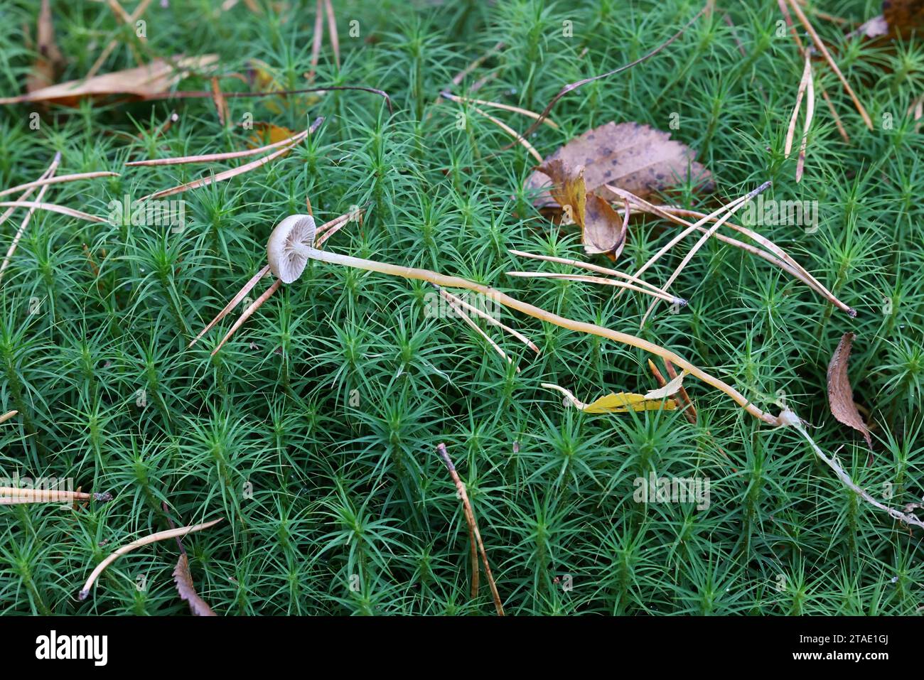 Hypholoma elongatum, commonly known as Sphagnum Brownie, wild mushroom from Finland Stock Photo