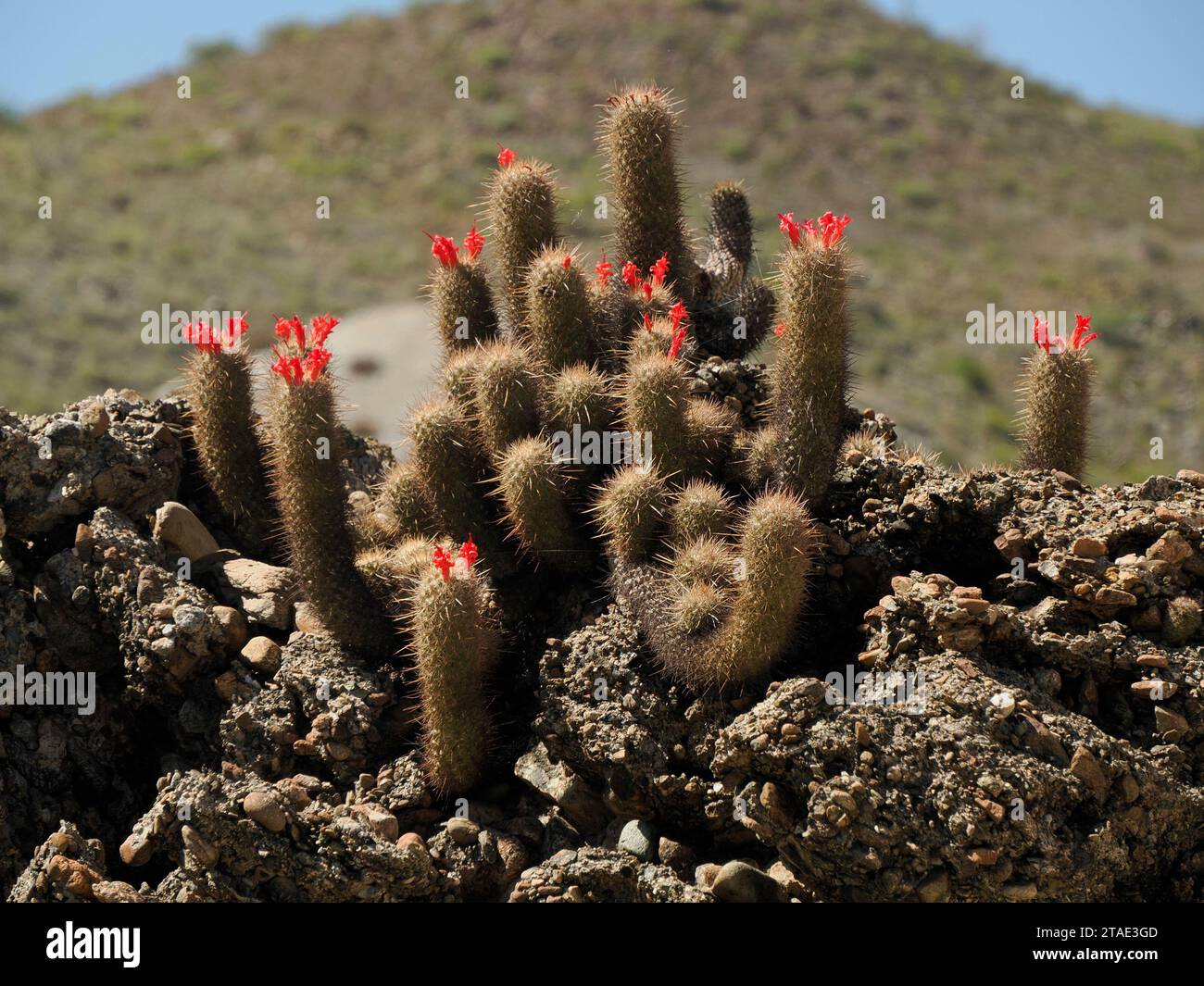 Magdalena margarita hi-res stock photography and images - Alamy