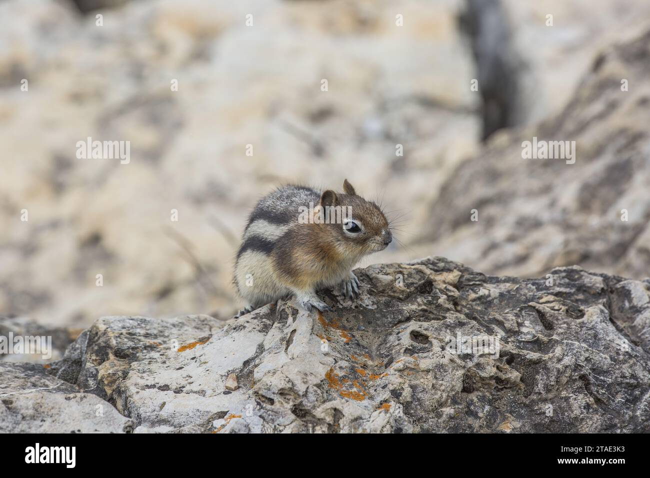 Canada, Alberta, Lake Minnewanka, least chipmunk (Neotamias minimus ...