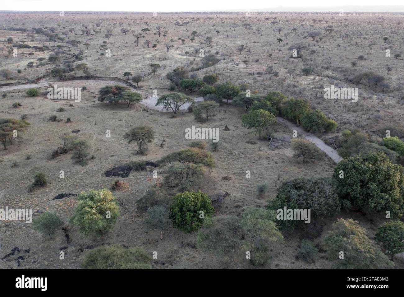 Tanzania, WMA (wildlife management area) of Randilen, Monduli district, Arusha region The dry river that crosses the reserve (WMA) Stock Photo