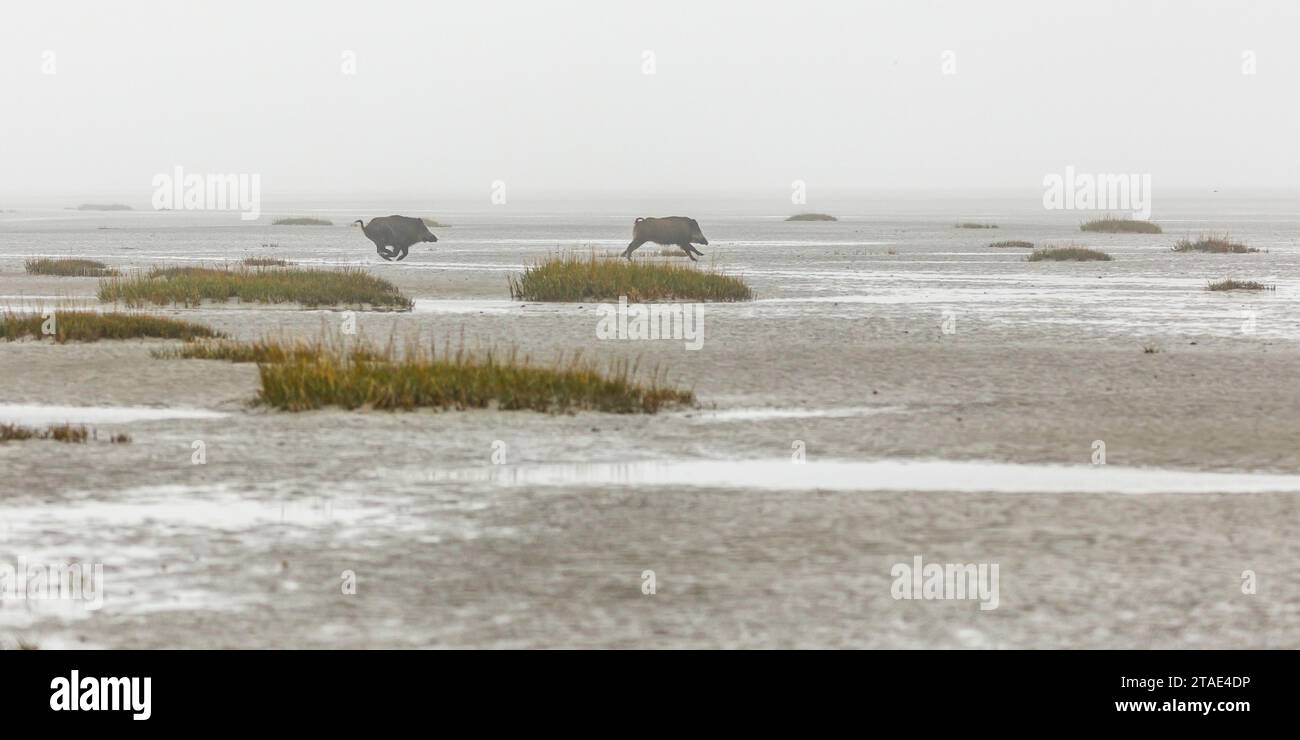 France, Somme (80), Le Crotoy, nature outing in the Bay of Somme with the naturalist guide Maxim Marzi, wild boars run around the bay, wild boars are very good swimmers Stock Photo