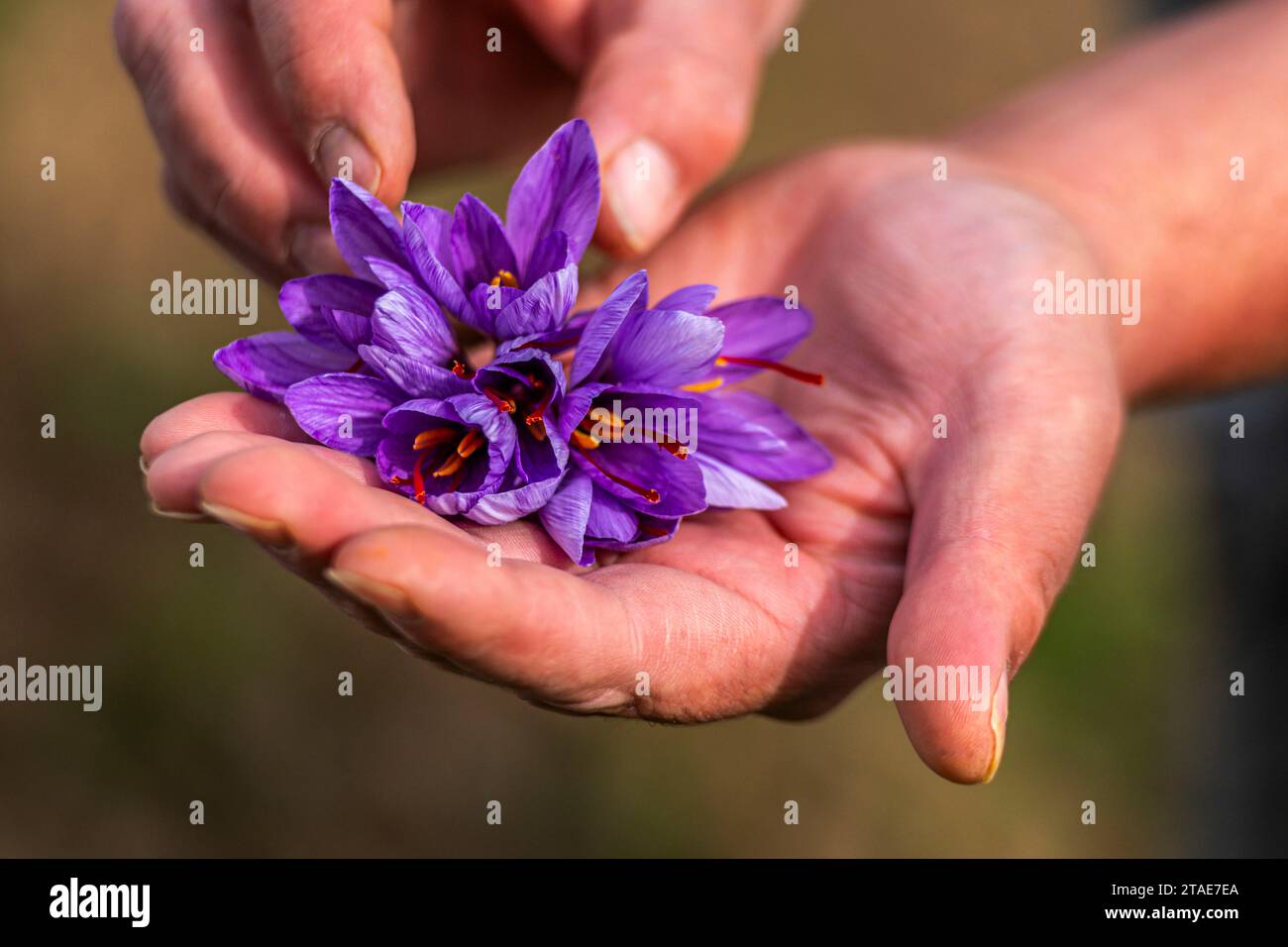 France, Somme (80), Saint-Riquier, Saffron harvest at Fabrice Houdant's Safran du Scardon in Saint-Riquier. Fabrice started growing saffron, the most expensive spice in the world (€40 a gram), two years ago. He planted 50,000 bulbs in August and is now harvesting the flowers.Explanation of pruning, which consists of keeping only the red pistils that make up the much sought-after spice. In love with his product, Fabrice never ceases to praise its beauty and taste, and savours the pleasure of breathing in the scent of fresh saffron. Stock Photo