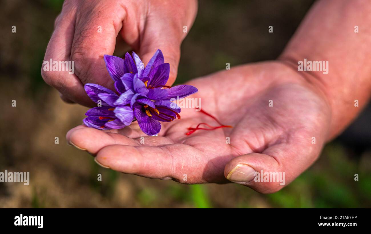 France, Somme (80), Saint-Riquier, Saffron harvest at Fabrice Houdant's Safran du Scardon in Saint-Riquier. Fabrice started growing saffron, the most expensive spice in the world (€40 a gram), two years ago. He planted 50,000 bulbs in August and is now harvesting the flowers.Explanation of pruning, which consists of keeping only the red pistils that make up the much sought-after spice. In love with his product, Fabrice never ceases to praise its beauty and taste, and savours the pleasure of breathing in the scent of fresh saffron. Stock Photo