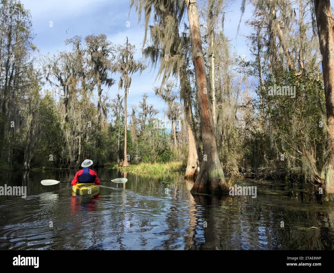 An active senior kayaking in Okefenokee National Wildlife Refuge, North America's largest blackwater swamp habitat and home to diverse wildlife. Stock Photo