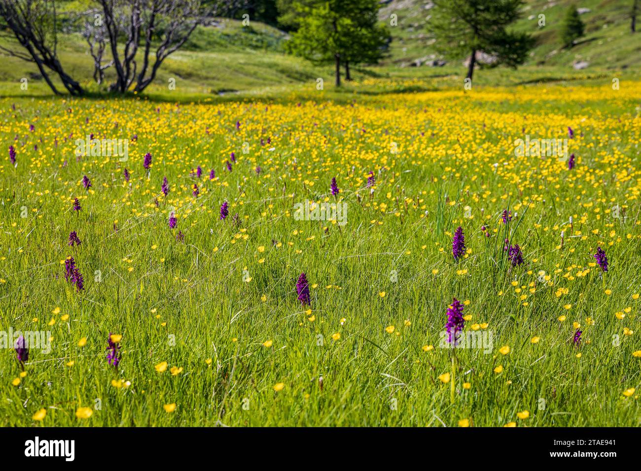 France, Hautes Alpes, high valley of the Clarée, Névache, orchids of the Moutet stream (2024 m) Stock Photo