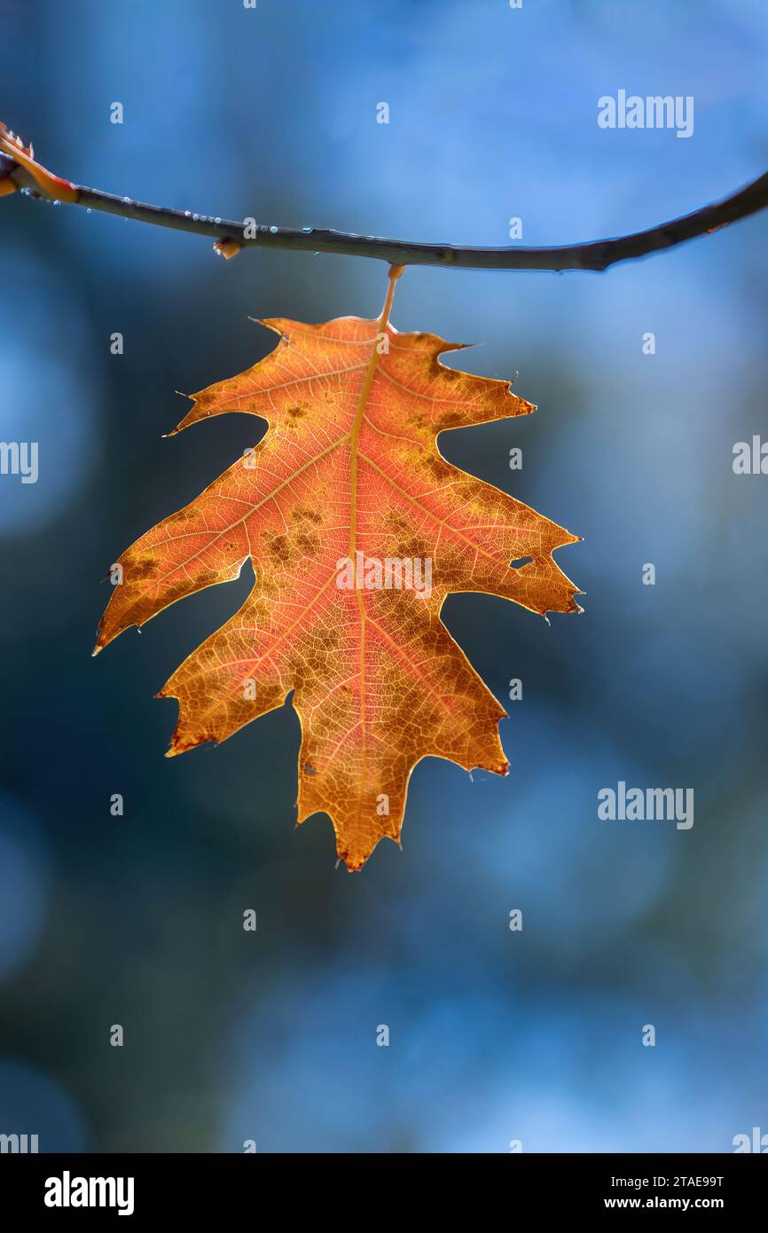 Autumn Oak Leaf Back Lit Stock Photo