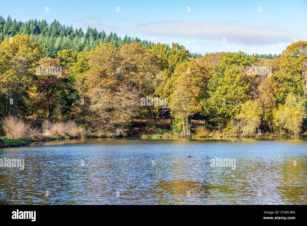 Autumn colours in the Royal Forest of Dean Cannop Ponds