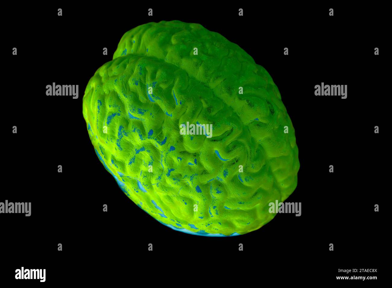Human brain anatomical model on black background Stock Photo - Alamy