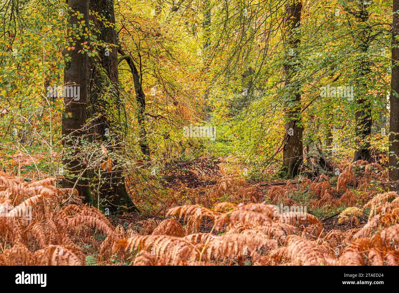 Autumn colours in the Royal Forest of Dean - Woodland near Parkend, Gloucestershire, England UK Stock Photo