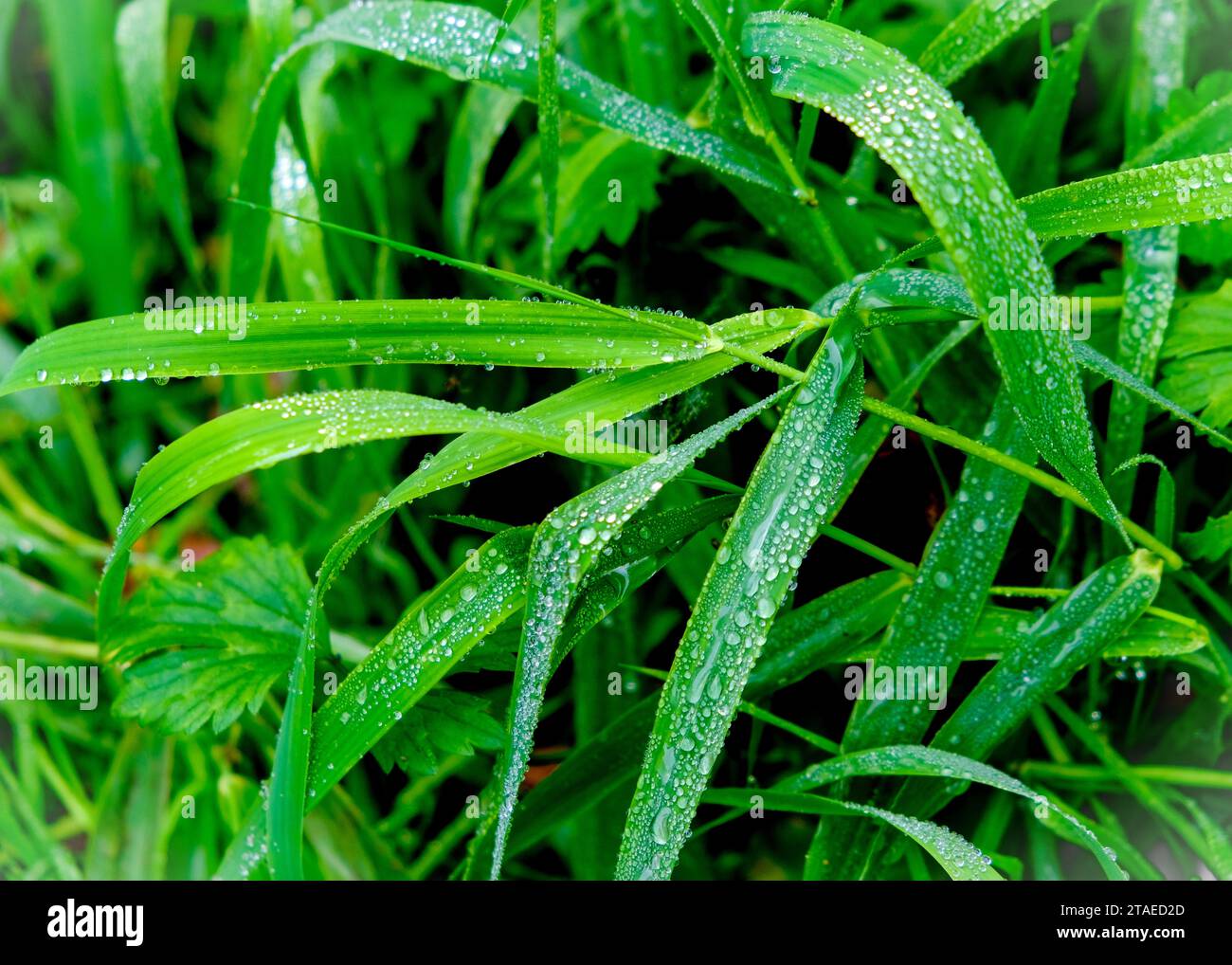 Wonderful play of colours with small drops of water in the sun. Close-up taken in the sunshine in the meadow. Stock Photo