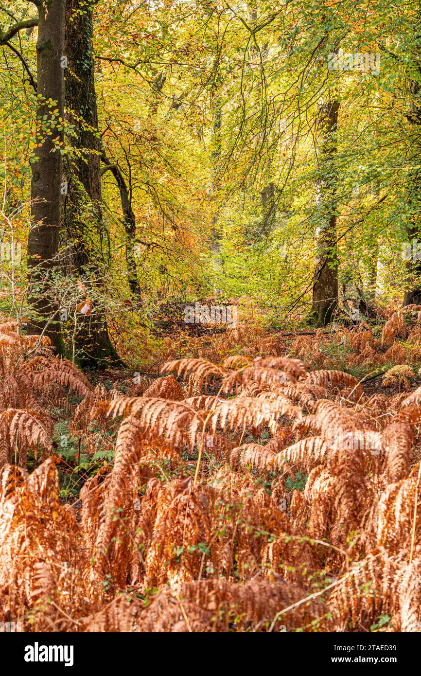 Autumn colours in the Royal Forest of Dean - Woodland near Parkend, Gloucestershire, England UK Stock Photo