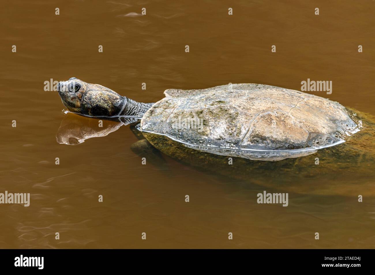 (podocnemis expansa), hires stock photography and images Alamy