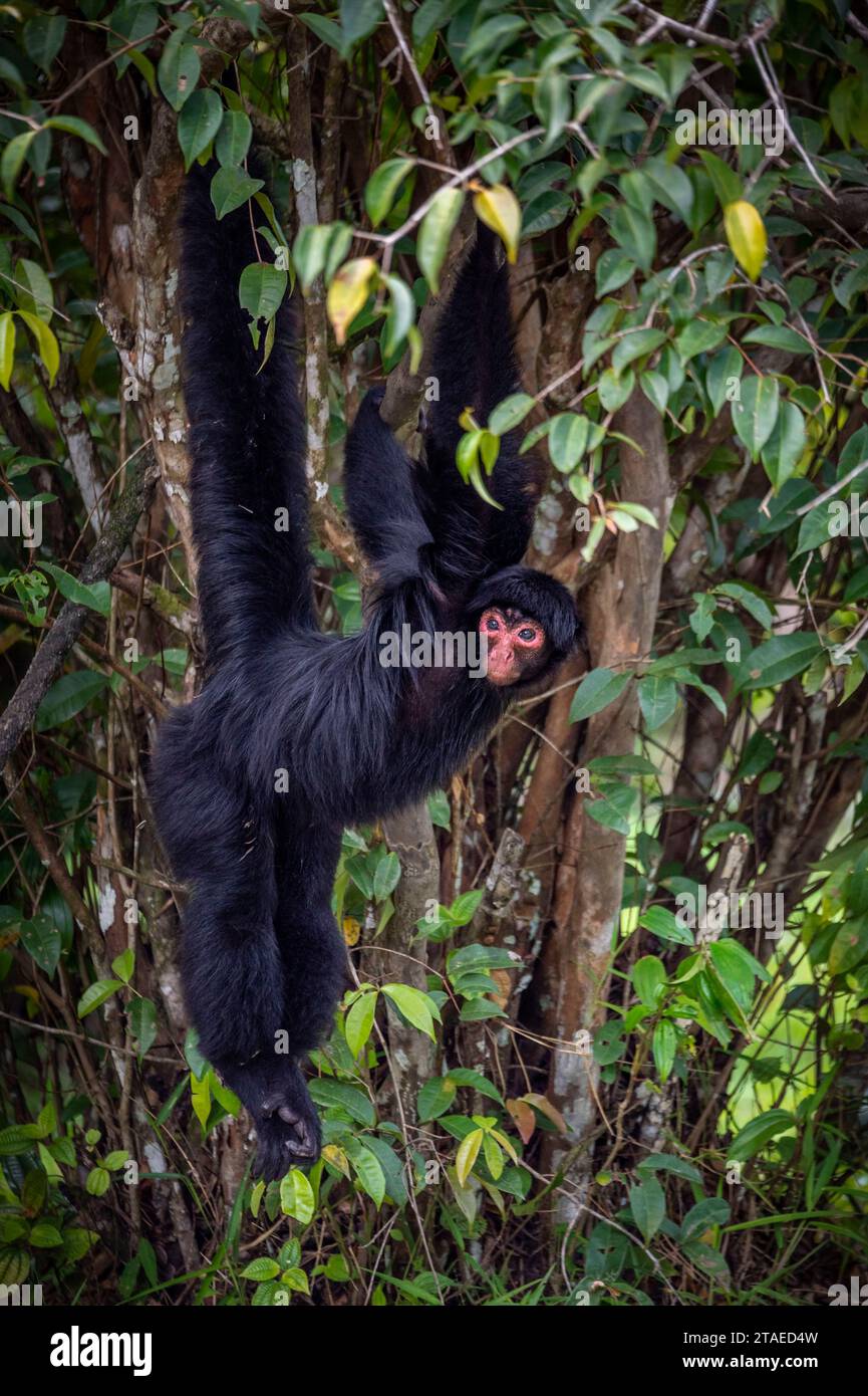 Black spider monkey ateles paniscus hi-res stock photography and images ...