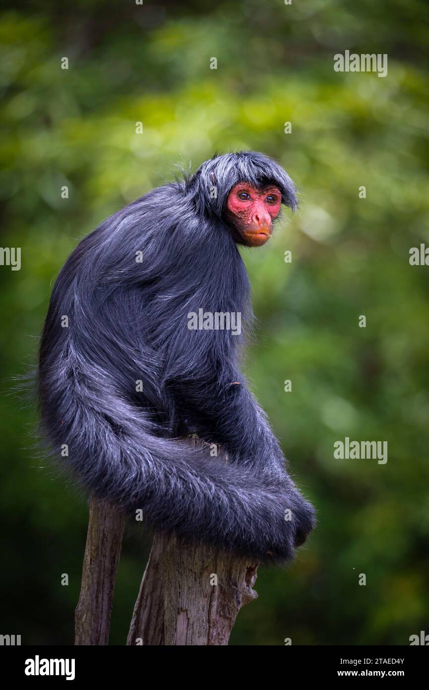 Black spider monkey ateles paniscus hi-res stock photography and images ...