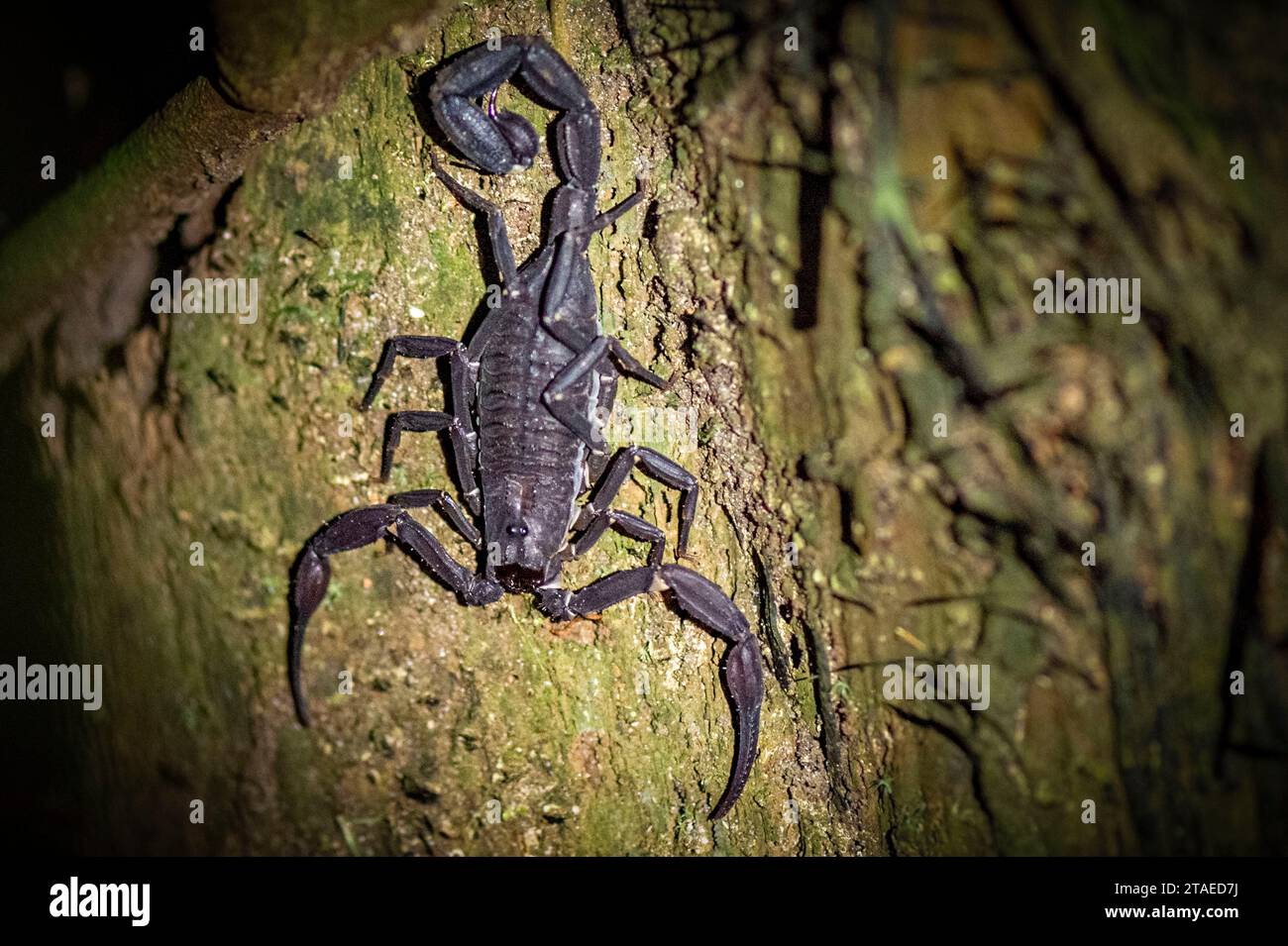 France, French Guiana, Saint-Laurent-du-Maroni, on the Voltaire Falls trail, here a night view of a Tityus obscurus scorpion Stock Photo