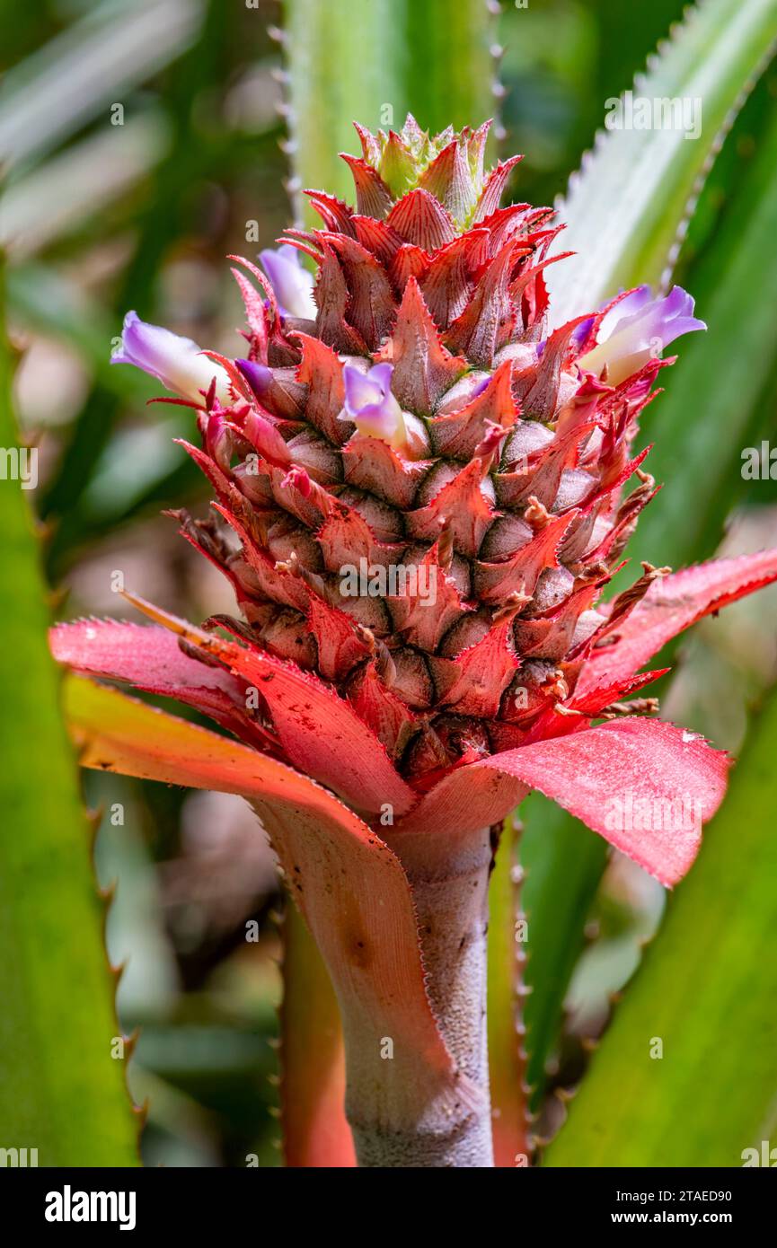 France, French Guiana, Saint-Laurent-du-Maroni, on the Voltaire Falls trail, wild pineapple flower (Pitcairnia bifrons) Stock Photo