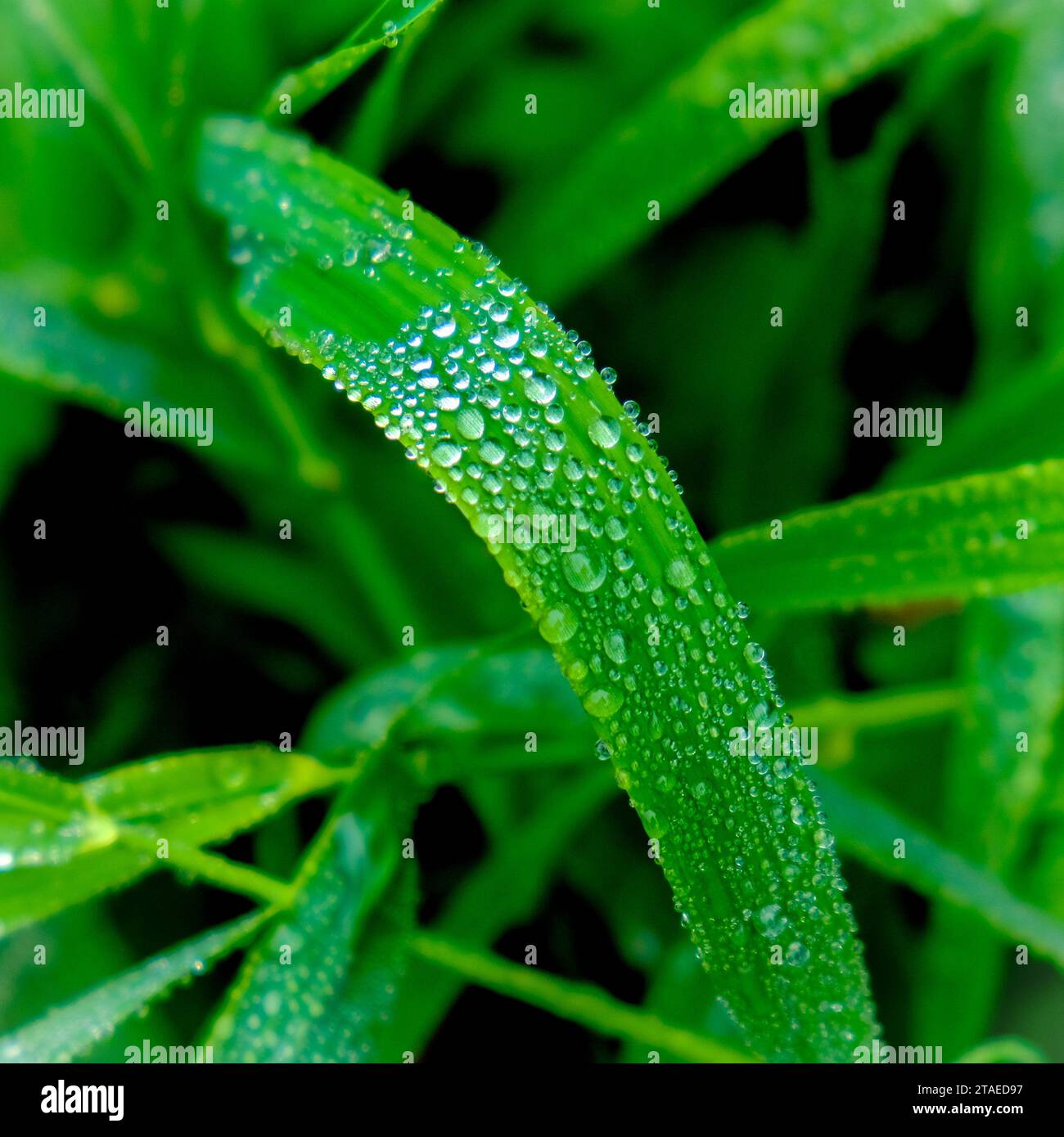 Wonderful play of colours with small drops of water in the sun. Close-up taken in the sunshine in the meadow. Stock Photo