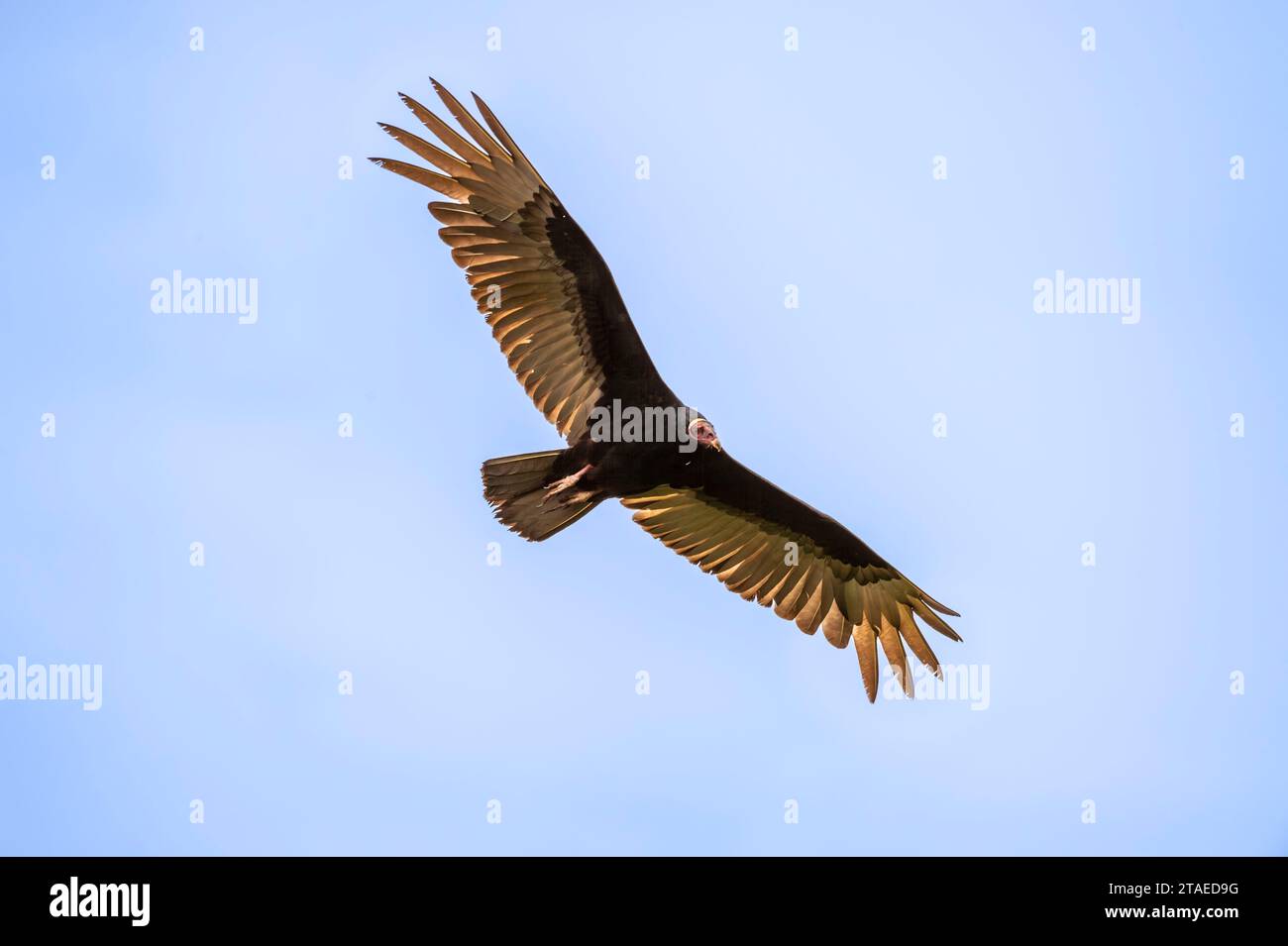 France, French Guiana, Kourou, flight of a black turkey vulture (Coragyps atratus) Stock Photo