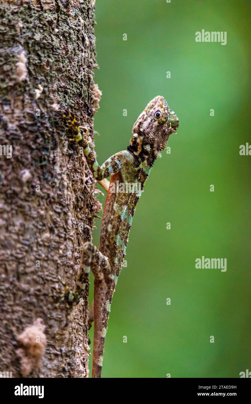 France, French Guiana, Saint-Laurent-du-Maroni, tree lizard (Plica plica) on the Voltaire Falls trail Stock Photo