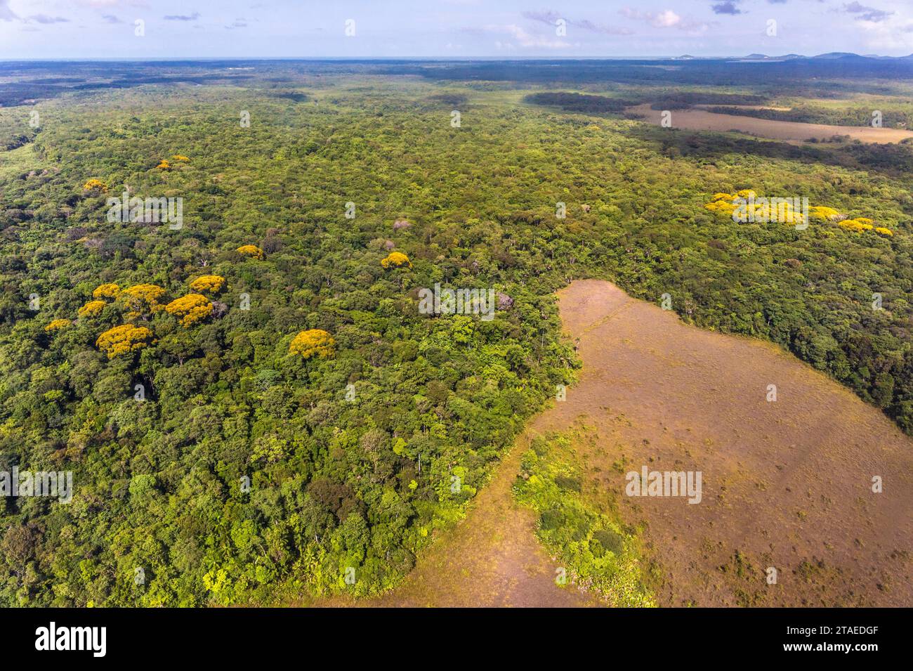 France, Guiana, Cayenne, Aerial view of the Amazon rainforest and savannahs (aerial view) Stock Photo