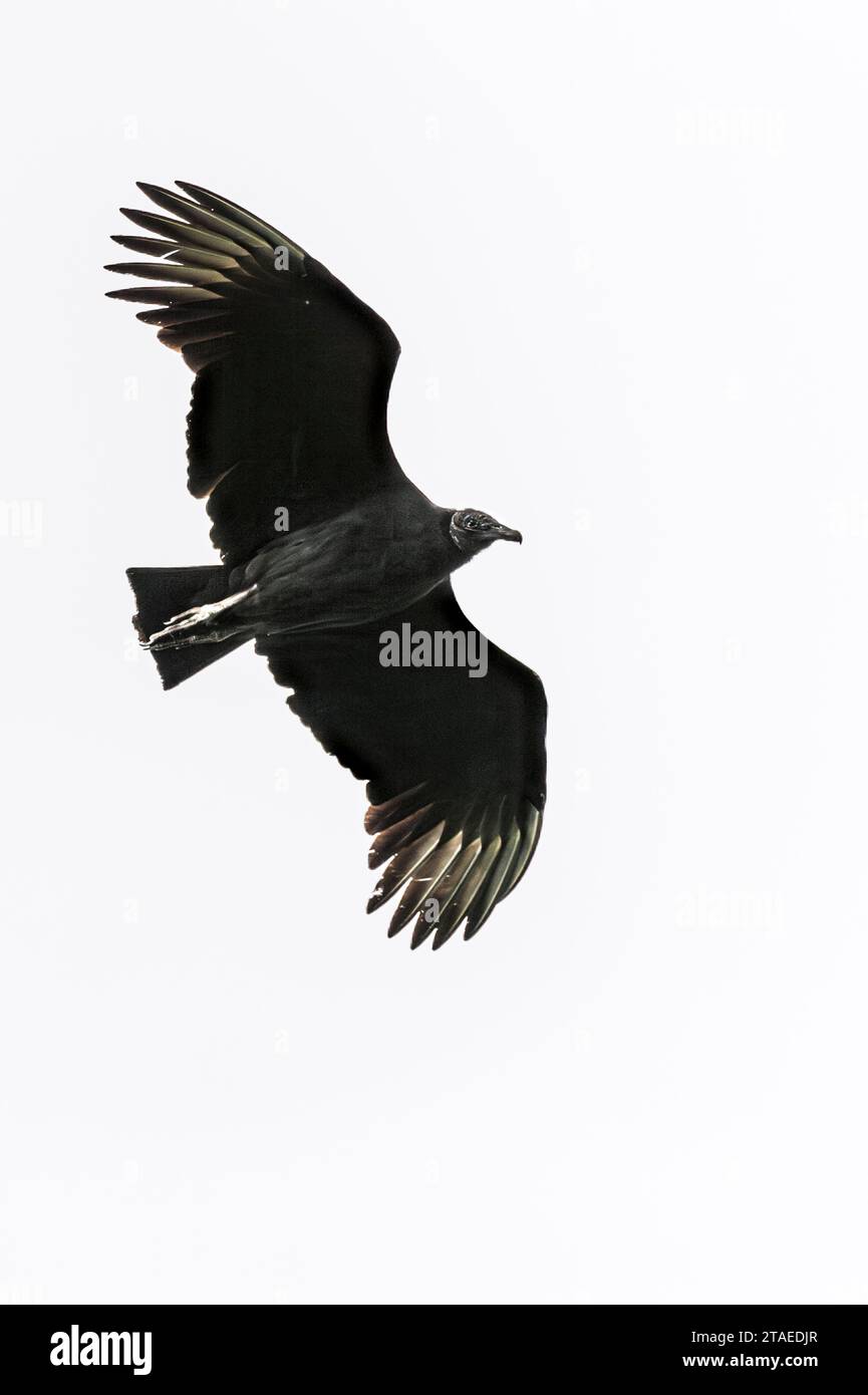 France, French Guiana, Rémire-Montjoly, Sentier du Rorota, Black Turkey Vulture (Coragyps atratus) in flight Stock Photo