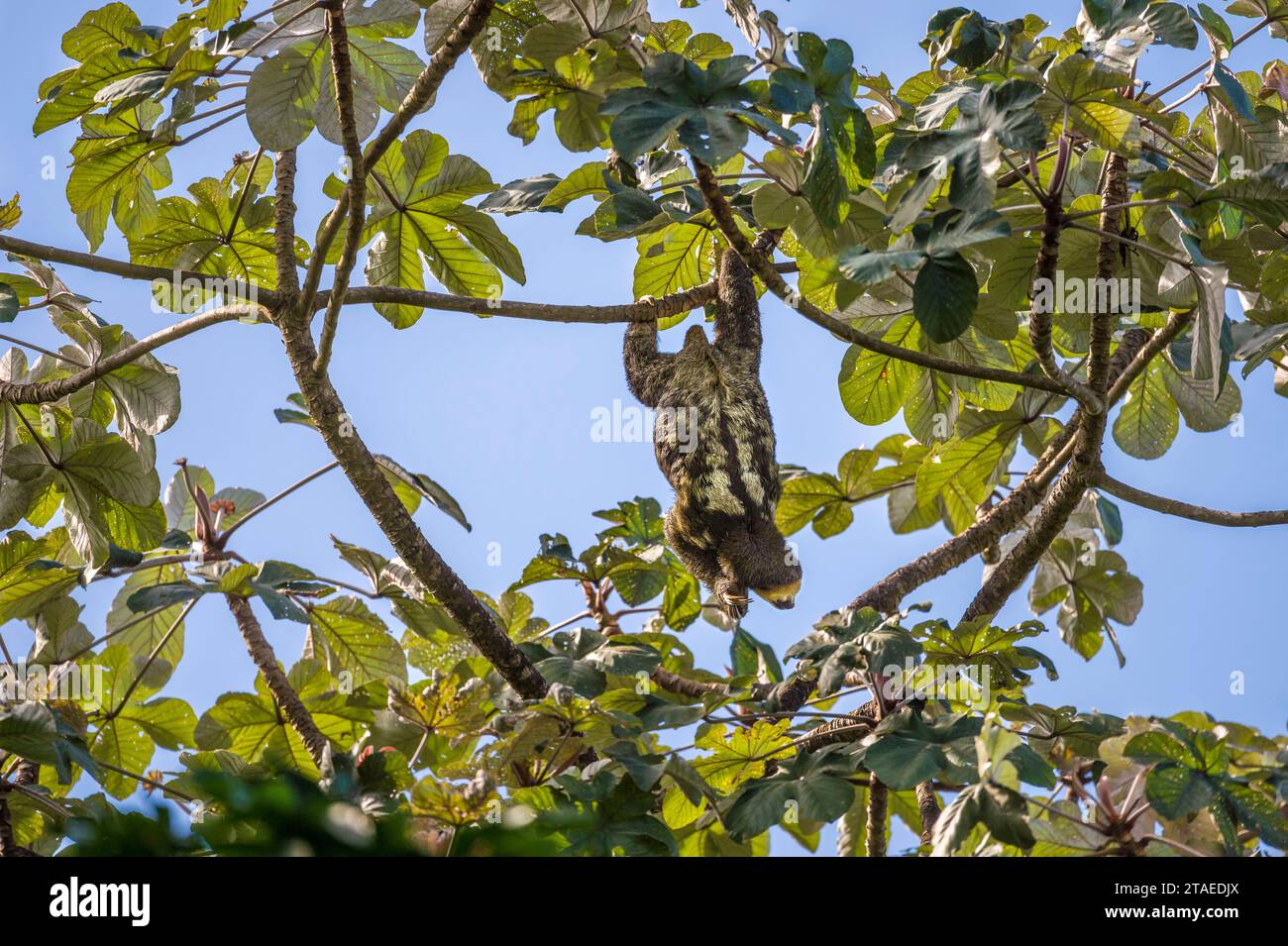 Cecropia Tree Hi-res Stock Photography And Images - Alamy