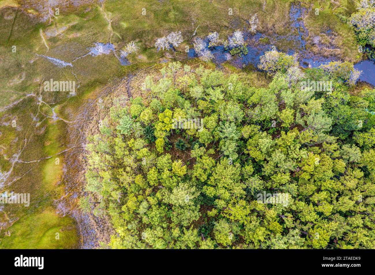 France, French Guiana, Sinnamary, aerial view of wetland, savannah and pine forest (aerial view) Stock Photo