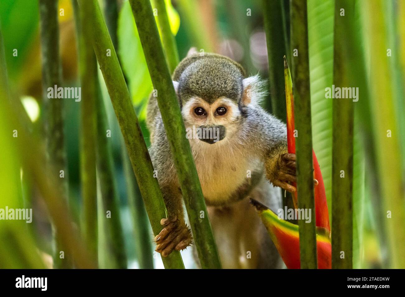 France, French Guiana, Rémire-Montjoly, Sentier du Rorota, Female Saimiri or squirrel monkey (Saimiri saimiri sciureus) carrying her young on her back Stock Photo