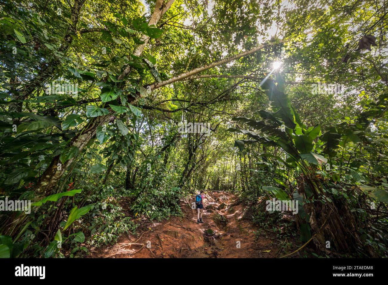 France, French Guiana, Rémire-Montjoly, Hikers on the Rorota trail Stock Photo