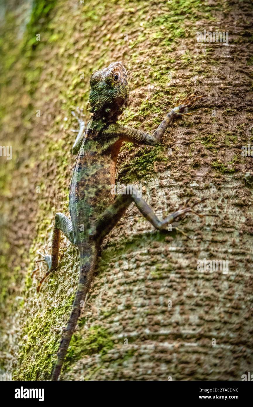 France, French Guiana, Saint-Georges, hike in the Régina national forest towards the Savane-roche Virginie inselberg, the only one accessible from the coast, here a large tree lizard (Plica plica) Stock Photo