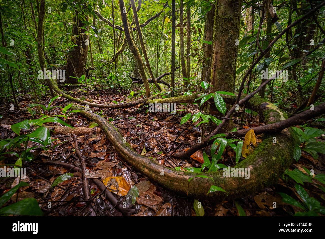 France, French Guiana, Saint-Georges, hike in the Régina national forest to the Savane-roche Virginie inselberg, the only one accessible from the coast Stock Photo