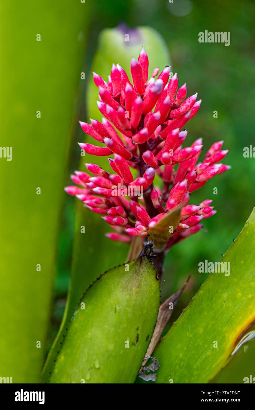 France, French Guiana, Saint-Georges, hike in the Régina national forest towards the Savane-roche Virginie inselberg, the only one accessible from the coast, here a Bromeliaceae, Aechmea melinonii Stock Photo