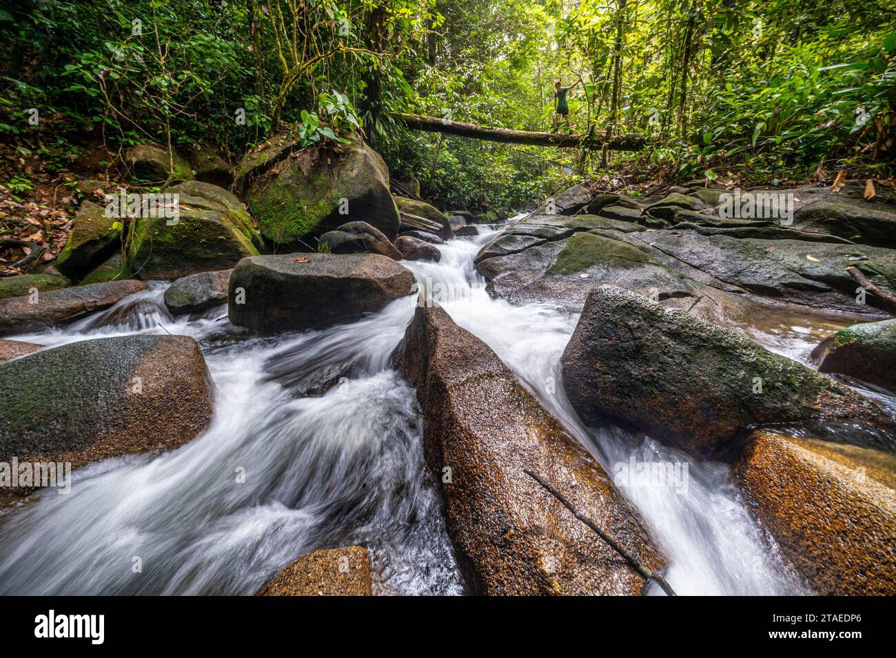 France, French Guiana, Saint-Georges, hike in the Régina national forest towards the Savane-roche Virginie inselberg, the only one accessible from the coast, river in the tropical undergrowth Stock Photo