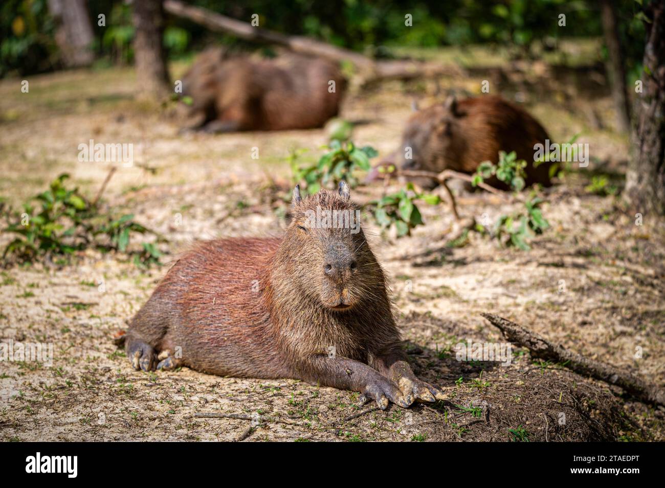 France, French Guiana, Capybara (Hydrochoerus hydrochaeris) Stock Photo