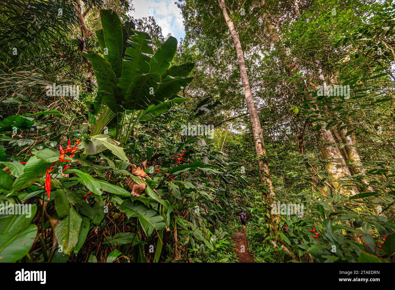 France, Guiana, Matoury, Mont Grand Matoury Nature Reserve, hiking on the trail loop of Lamirande Stock Photo