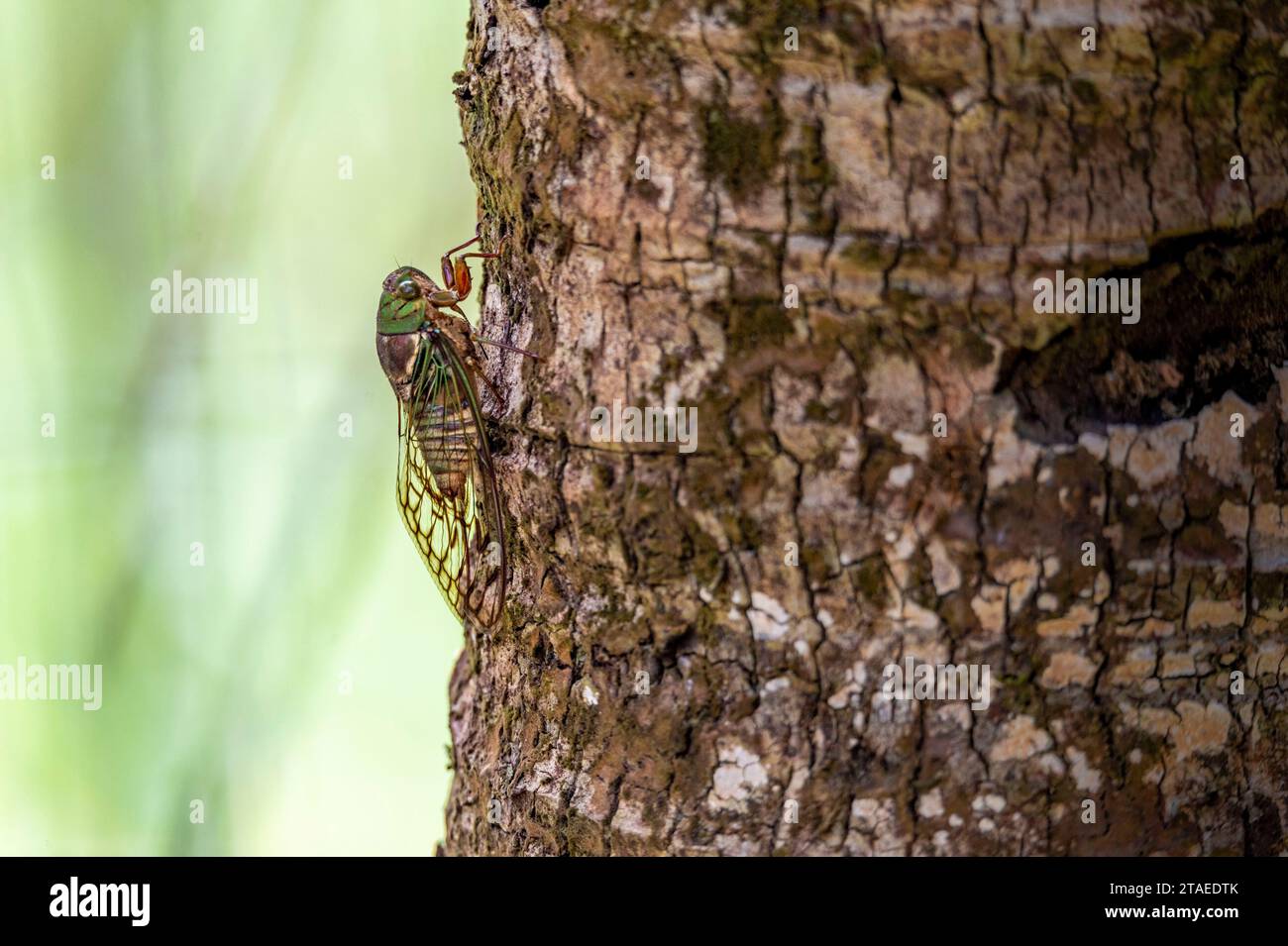France, French Guiana, Cicada (Fidicina mannifera) Stock Photo