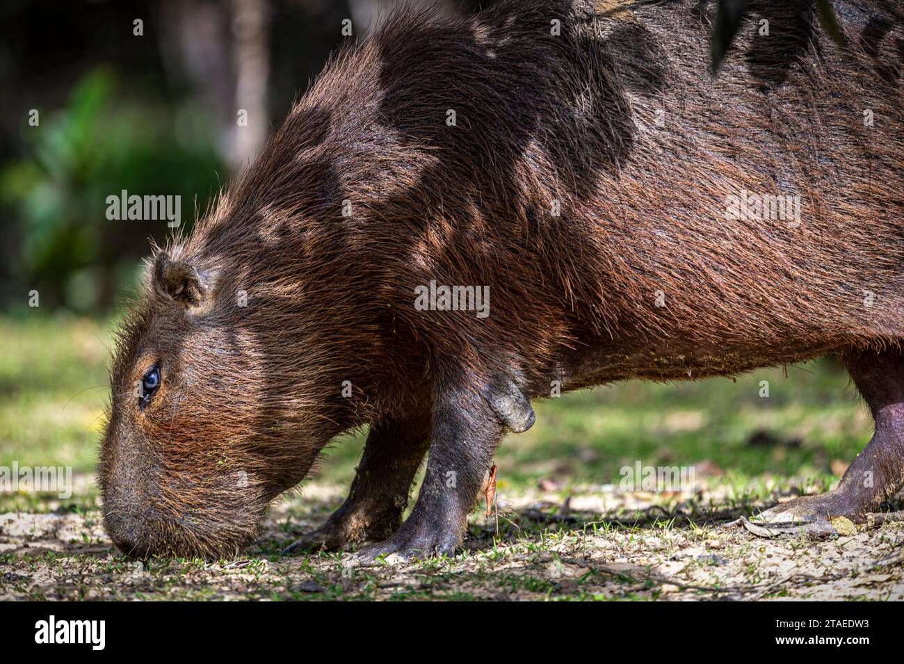 France, French Guiana, Capybara (Hydrochoerus hydrochaeris) Stock Photo