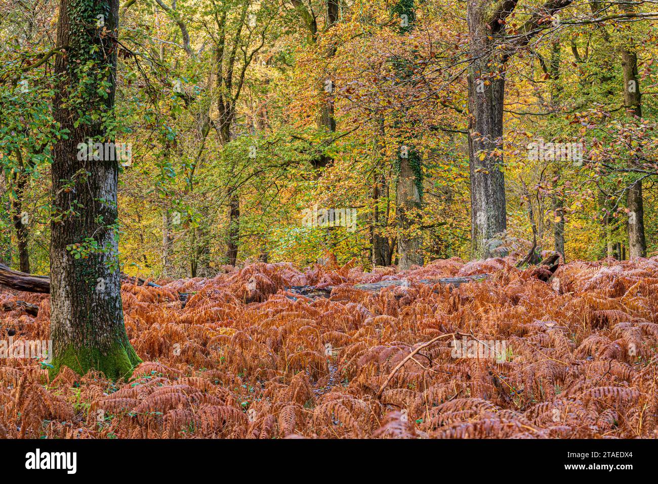 English woodland ferns hi-res stock photography and images - Alamy