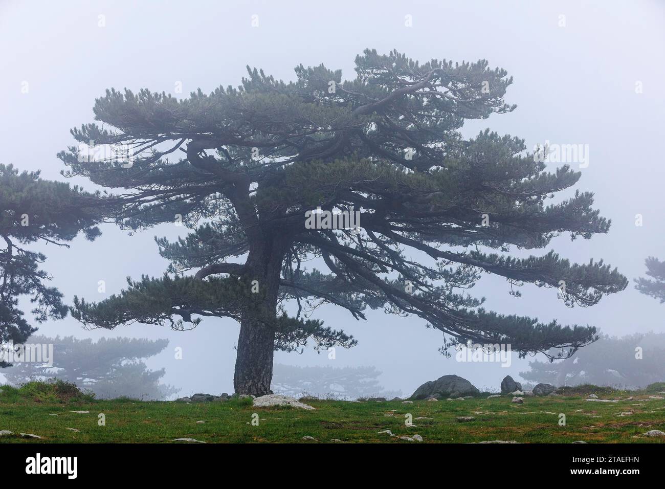 France, Corse du Sud, Quenza, Aiguilles de Bavella, Corsican Laricio pine (Pinus nigra corsicana) Stock Photo