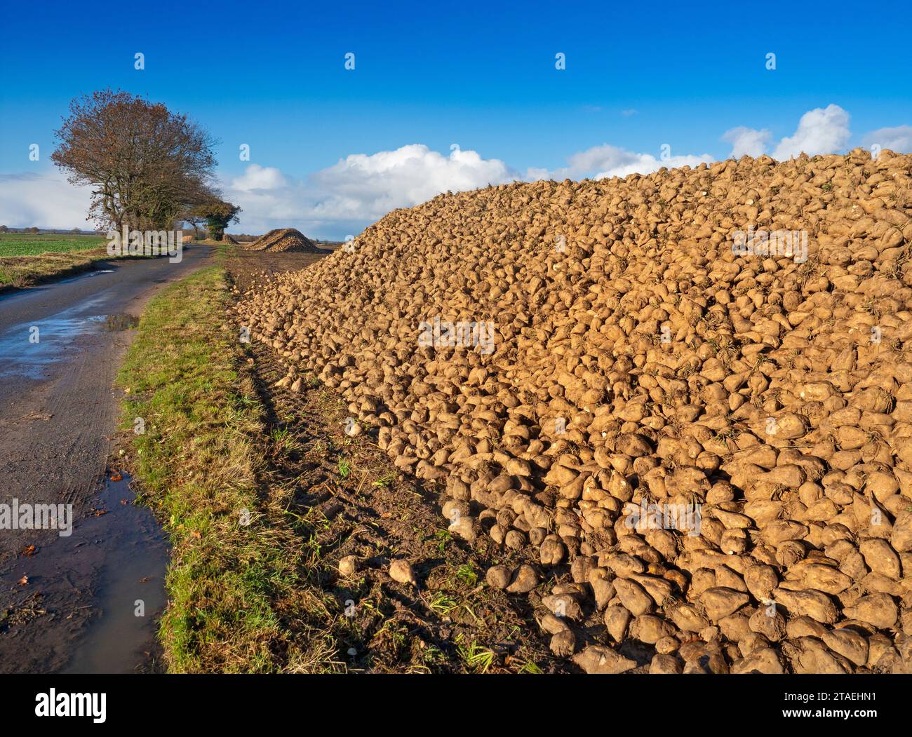 Sugar beet heaps awaiting transportation to the processing factory Norfolk December Stock Photo