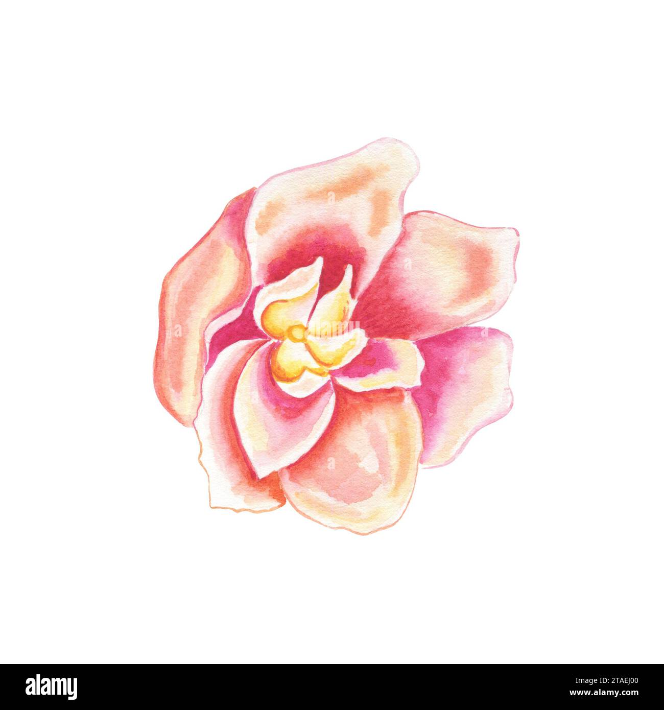 Pink delphinium flower watercolor illustration. Hand drawn flower bud ...