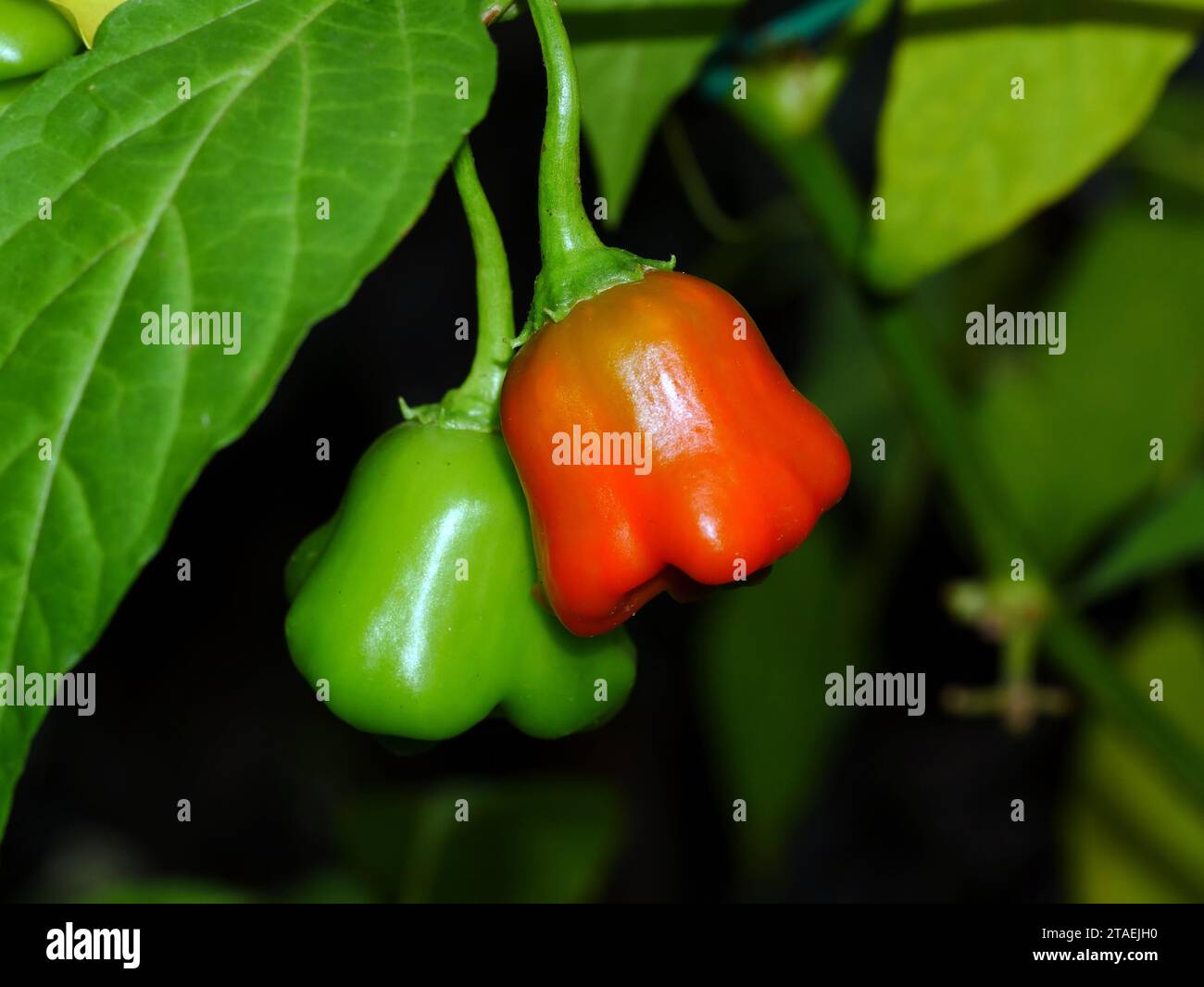 Chilpete Chili Pepper close-up Stock Photo - Alamy