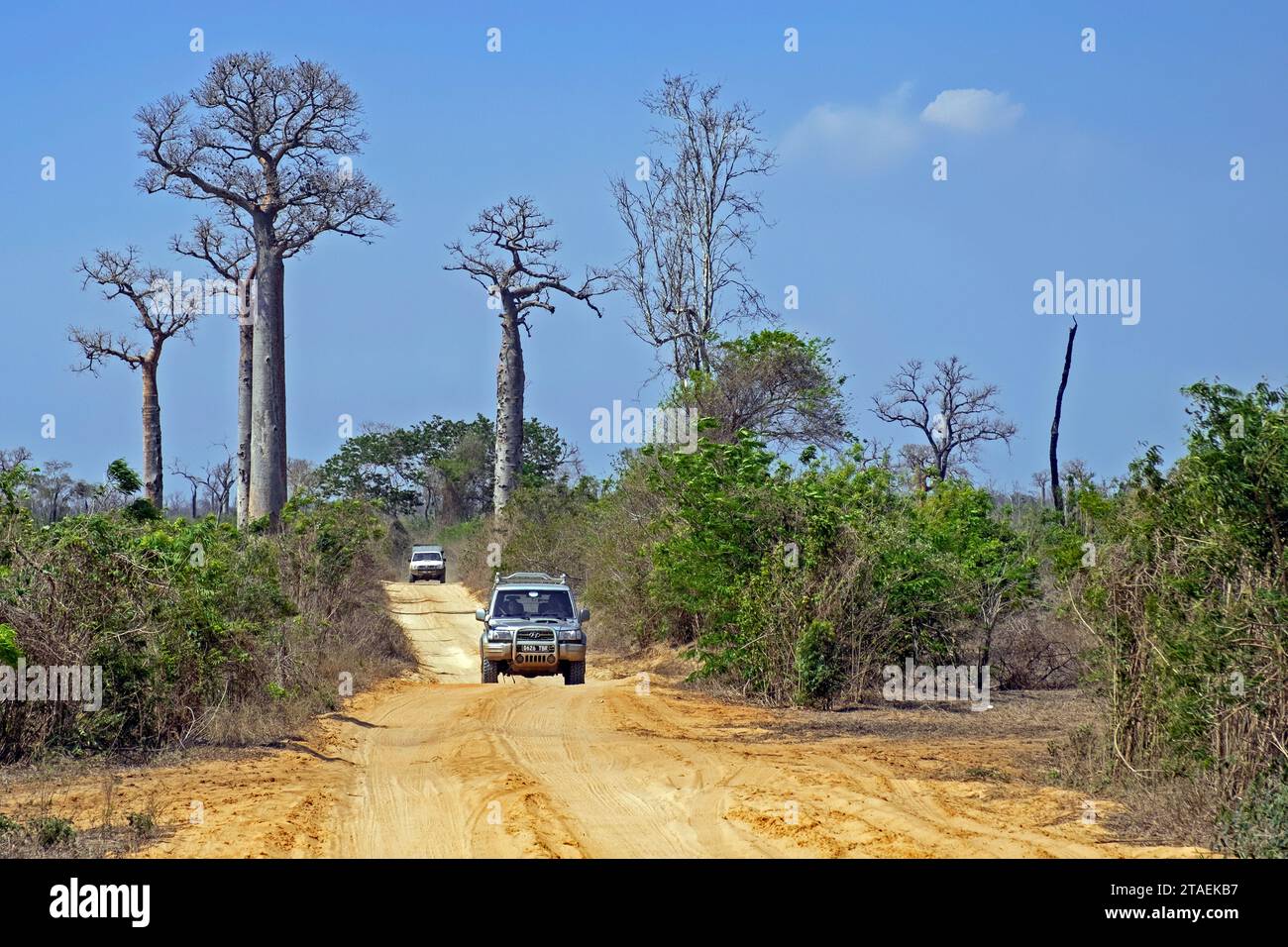 Off-road four-wheel drive vehicles driving on dirt road past baobab trees in the Kirindy Private Reserve, Menabe Region, Central Highlands, Madagascar Stock Photo