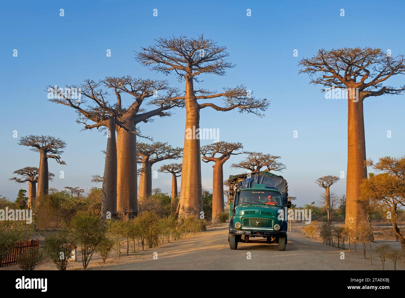 Avenue of the Baobabs, Grandidier's baobabs lining unpaved Road No.8 between Morondava and Belon'i Tsiribihina, Menabe, Central Highlands, Madagascar Stock Photo