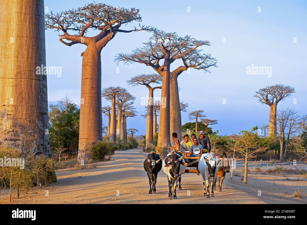 Avenue of the Baobabs, Grandidier's baobabs lining unpaved Road No.8 between Morondava and Belon'i Tsiribihina, Menabe, Central Highlands, Madagascar Stock Photo