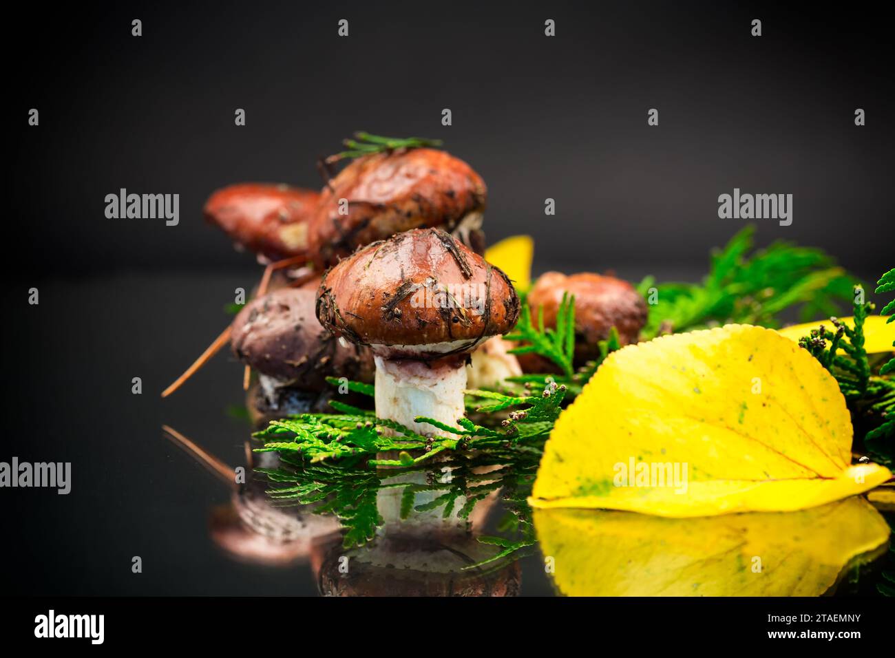 forest mushrooms with leaves, branches and fir trees isolated on black background Stock Photo