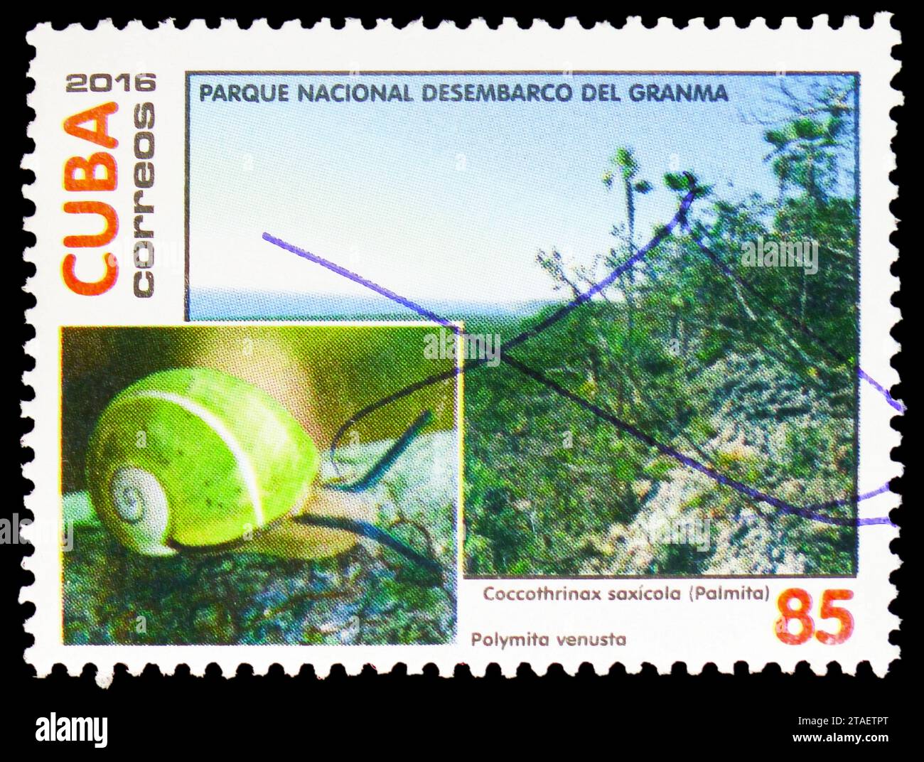 MOSCOW, RUSSIA - NOVEMBER 17, 2023: Postage stamp printed in Cuba shows Coccothrinax saxicola (Palmita), Polymita venusta, serie, circa 2016 Stock Photo